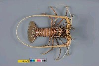 藏品(雜色龍蝦)的圖片